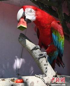 什么鸟吃瓜视频,揭秘瓜农与食瓜鸟的和谐共生