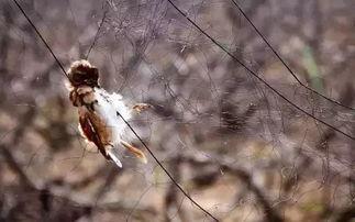 什么鸟吃瓜视频,揭秘瓜农与食瓜鸟的和谐共生