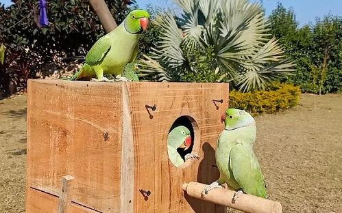 什么鸟吃瓜视频,揭秘瓜农与食瓜鸟的和谐共生