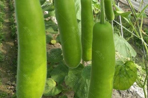 花瓠瓜怎么吃,探索美味与营养的完美融合