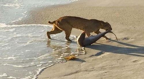 吃瓜798山猫无名,山猫无名的神秘故事