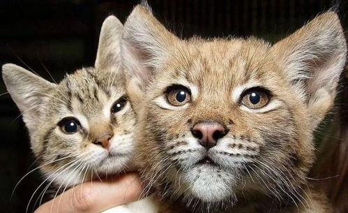 吃瓜798山猫无名,山猫无名的神秘故事