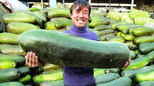 最新吃瓜吃内脏,最新“吃瓜”事件背后的“内脏”真相