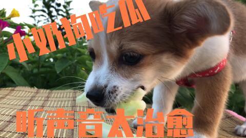 小狗吃瓜吃多少,揭秘它吃了多少瓜的秘密