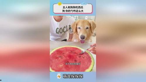 小狗吃瓜吃多少,揭秘它吃了多少瓜的秘密