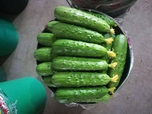 穿越了吃瓜系统,一场别开生面的美食冒险之旅