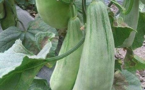 穿越了吃瓜系统,一场别开生面的美食冒险之旅