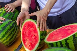 希望学院吃瓜,揭秘校园热点背后的真相