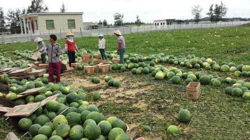 财经吃瓜园,揭秘娱乐圈背后的财经秘密