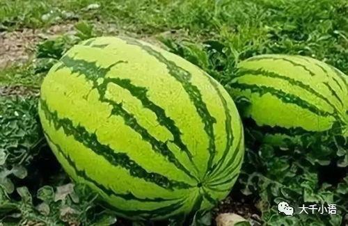 pcm吃瓜,揭秘娱乐圈幕后真相