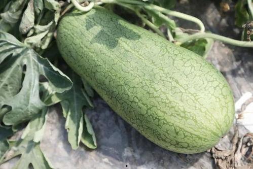 广东夏天都吃瓜,广东夏天的“瓜果盛宴”