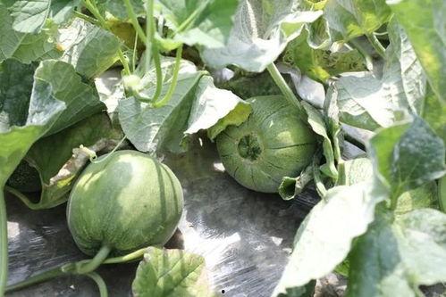 广东夏天都吃瓜,广东夏天的“瓜果盛宴”