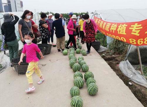 去年吃瓜比赛,瓜界风云再起