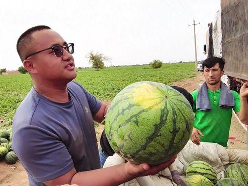 武生院吃瓜,揭秘校园美食背后的故事
