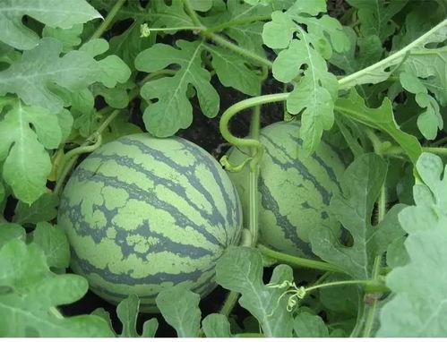 武生院吃瓜,揭秘校园美食背后的故事