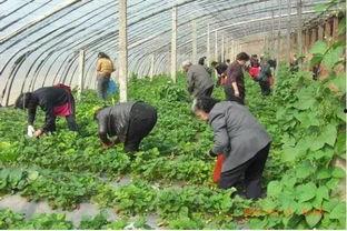 清徐县吃瓜,探寻当地特色美食之旅