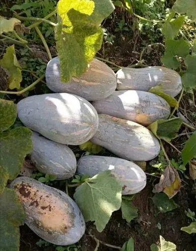 清徐县吃瓜,探寻当地特色美食之旅