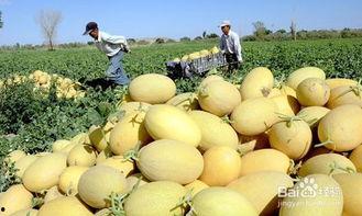 吃馕吃哈密瓜好吗,馕配哈密瓜，美味与健康同行