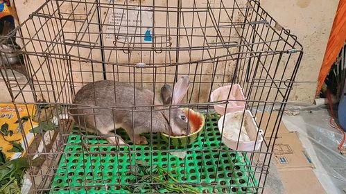 吃瓜蓝兔子,揭秘吃瓜蓝兔子的神秘魅力