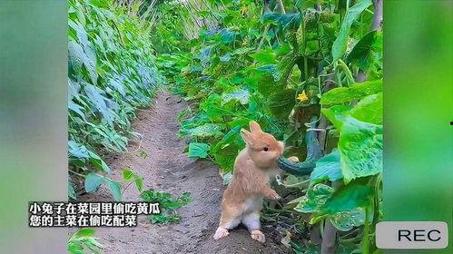 吃瓜蓝兔子,揭秘吃瓜蓝兔子的神秘魅力