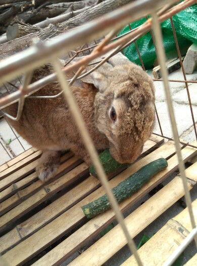 吃瓜蓝兔子,揭秘吃瓜蓝兔子的神秘魅力