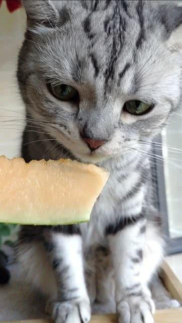 猫喜欢吃瓜,揭秘瓜类在猫饮食中的独特魅力