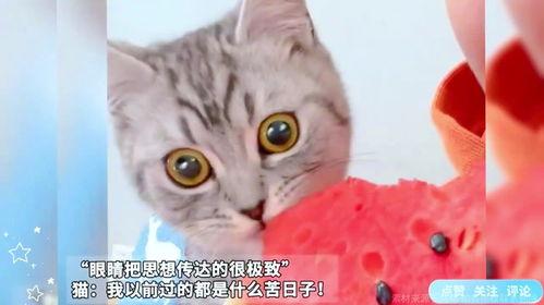 猫喜欢吃瓜,揭秘瓜类在猫饮食中的独特魅力