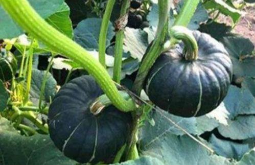 贝贝小瓜怎么吃,轻松解锁美味新体验