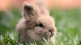 带你吃瓜讲兔子,兔子世界里的趣味故事