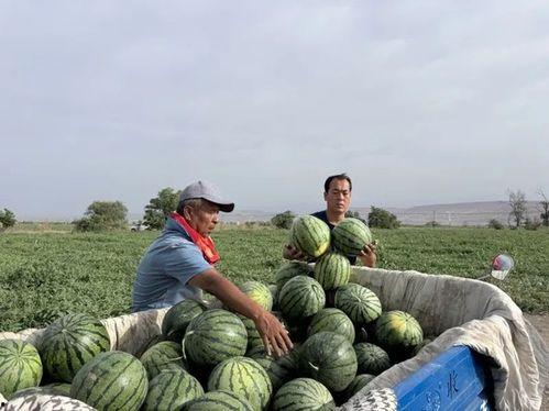 西安碑林区吃瓜,探寻西安碑林区美食地图