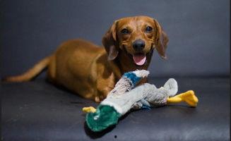 吃瓜狗狗视频,萌态十足，网友直呼“太可爱了！”