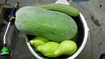 贵妃爱摸鱼吃瓜,揭秘贵妃爱摸鱼吃瓜的悠闲生活