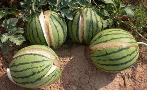 莱芜吃瓜视频真实记录,揭秘真实生活百态