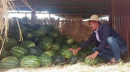 盐源吃瓜群众,揭秘当地生活百态