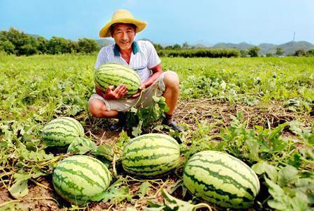 西瓜视频路边吃瓜,西瓜视频带你体验路边吃瓜的欢乐时光