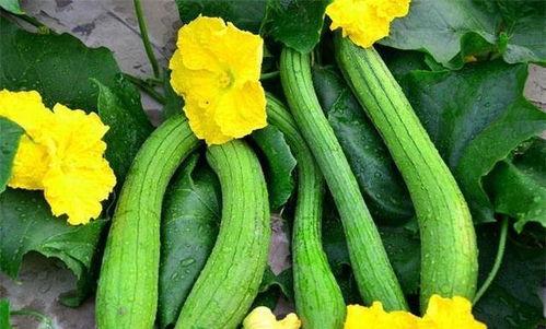 不可抗拒的吃瓜,揭秘瓜界风云