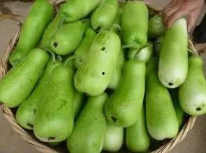 吃货吃葫芦瓜,吃货的味蕾盛宴