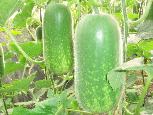 种瓜吃瓜视频,瓜农的丰收喜悦与生活变迁