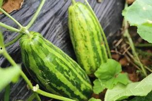 开瓜吃瓜是什么意思