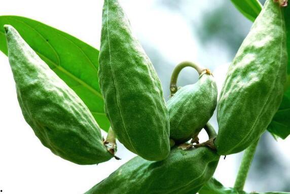 吃角瓜的好处,健康生活新选择