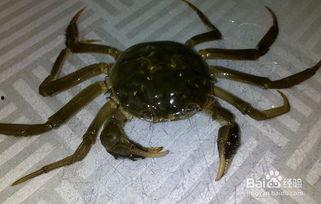 吃螃蟹吃含蜜瓜