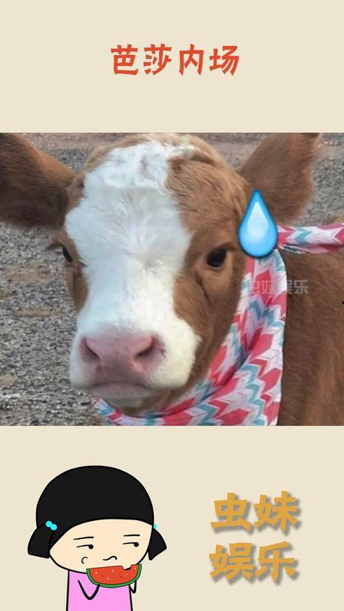 韩城抖音吃瓜,揭秘网红美食背后的故事