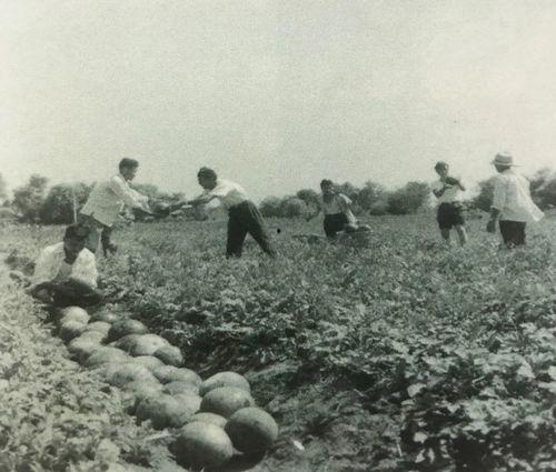 青浦吃瓜群众事件最新,一场网络舆论的风暴与反思