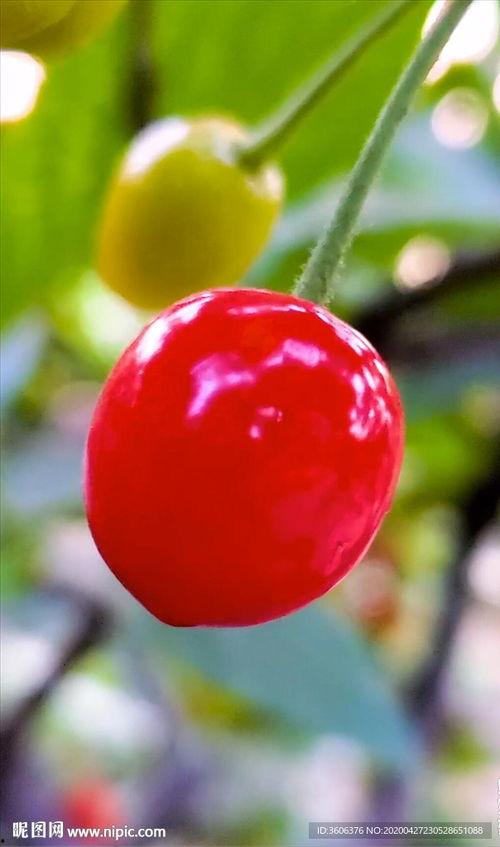 吃瓜抖音樱桃,樱桃的甜蜜诱惑