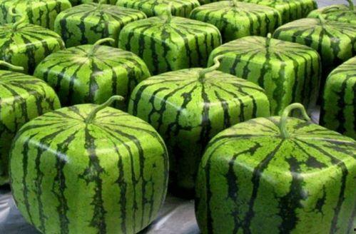 美国吃瓜和中国吃瓜,中美“吃瓜”文化大碰撞