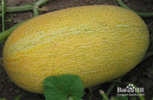 四平新鲜哈密瓜怎么吃,四平新鲜哈密瓜的多样食法探索