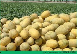 吃鸡蛋敢吃哈密瓜吗,探索营养搭配的奥秘