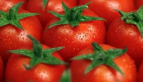 吃瓜系统文番茄,吃瓜群众的“瓜中王者”