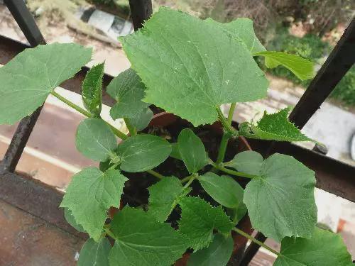 肥水瓜可以吃吗,揭秘其食用安全与营养价值