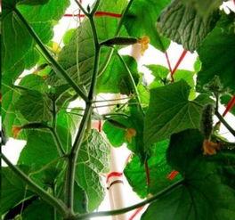 肥水瓜可以吃吗,揭秘其食用安全与营养价值